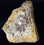 Ginkgo huttoni (STERNBERG in HEER 1876) - Bild &copy; FossNet FossilienStore